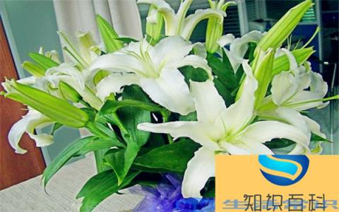 香水百合一年开几次花 花期在什么时候