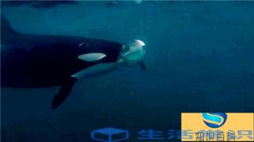 虎鲸在海面开演激动人心的5起事情