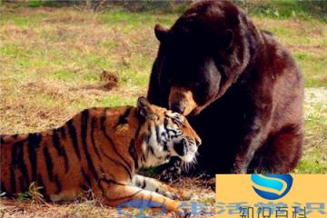 熊和虎同属大型动物,为何熊经常会被虎捕杀-