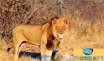 全世界公认十大最牛日本狮王-虚影弟兄中的老大、战将马五