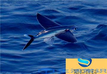 全世界飞得最远的鱼,飞鱼能飞400米左右远