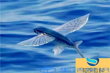 全世界飞得最远的鱼,飞鱼能飞400米左右远