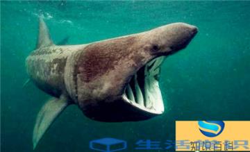 远古传说十大巨鲨排行