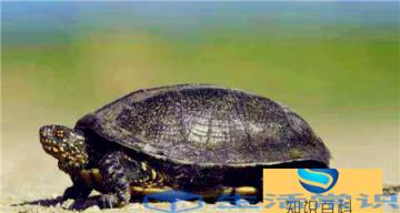 乌龟的寿命最多可以活过200年