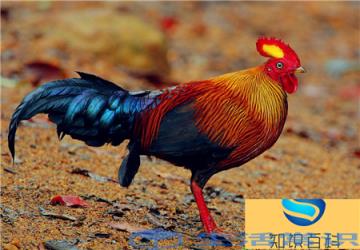 中国十大名鸟-疣鼻天鹅、朱鹮、黑鹳、鸳鸯戏水、蓝八色、原鸡、