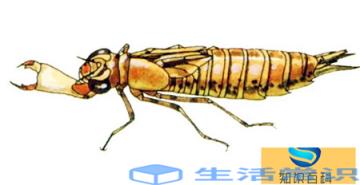 蜻蜓的幼虫日常生活水中,学名字叫做‘水虿,‘吃鱼虎’是对它