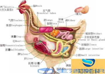 全球最大的鸡是梵天鸡,又被称为婆罗门鸡