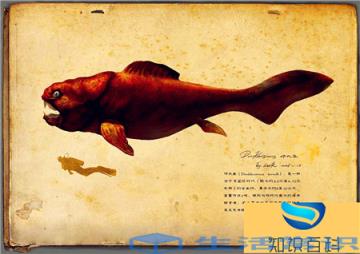 邓氏鱼都是没有克星的,最多体长12米长,最重要约6吨,咬力能