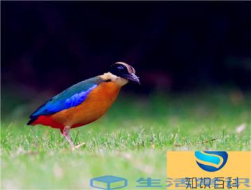 中国十大名鸟-疣鼻天鹅、朱鹮、黑鹳、鸳鸯戏水、蓝八色、原鸡、