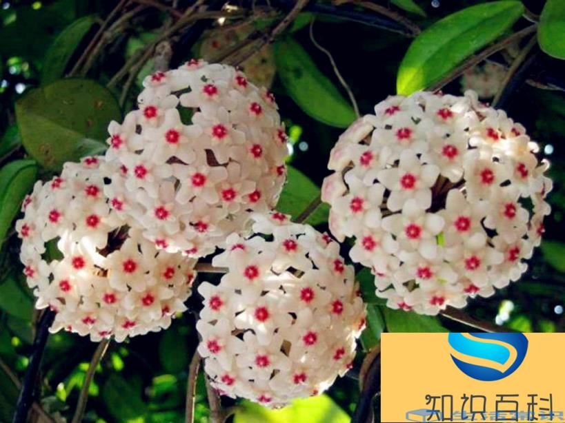 球兰什么时候开花，为什么球兰不开花