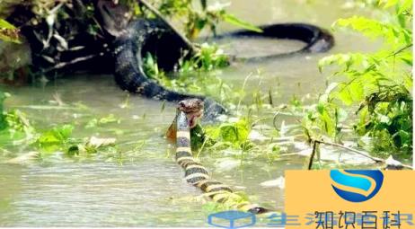 眼镜王蛇一路吞噬的各类毒蝎子