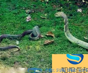 眼镜王蛇一路吞噬的各类毒蝎子