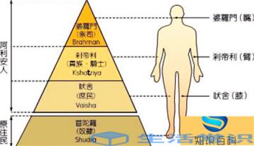 全球最大的鸡是梵天鸡,又被称为婆罗门鸡