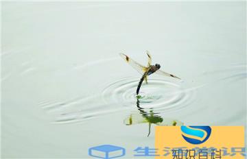 蜻蜓的幼虫日常生活水中,学名字叫做‘水虿,‘吃鱼虎’是对它