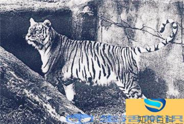 早已灭亡的3种虎-人们捕杀是很主要因素,现如今只留黑白照