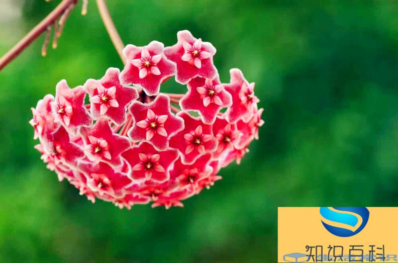 球兰什么时候开花，为什么球兰不开花