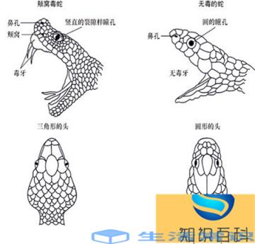 银环蛇是中国的第一最毒的蛇,毒副作用特别强,不小心被他们咬到