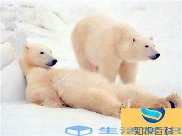 小北极熊生存在北极圈,地区严寒