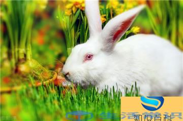 安哥拉兔的使用寿命可达到8~10年,但是真正饲养的宠物兔