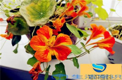旱金莲夏天怎么养护最好