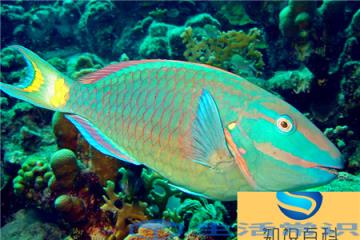 全世界最漂亮的鱼-非州丽鱼科、鹦嘴鱼、拟刺尾、珊瑚礁佳人