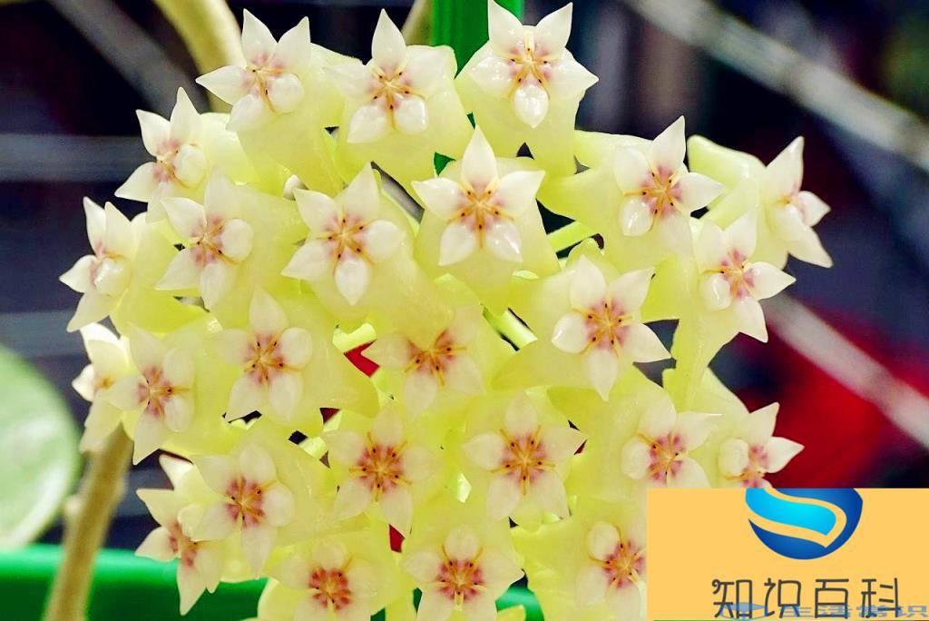 球兰什么时候开花，为什么球兰不开花