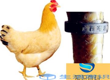 全球最大的鸡是梵天鸡,又被称为婆罗门鸡
