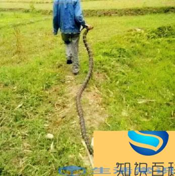 眼镜王蛇一路吞噬的各类毒蝎子