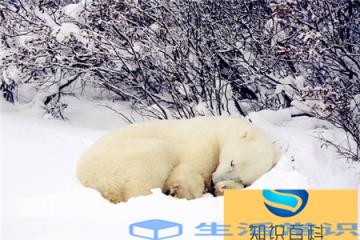 小北极熊生存在北极圈,地区严寒