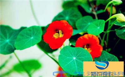 旱金莲夏天怎么养护最好