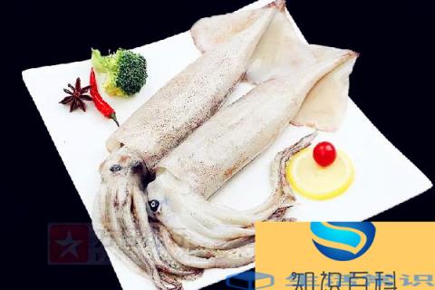 新鲜鱿鱼有臭味正常吗 新鲜鱿鱼有点臭了还能吃吗