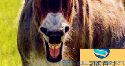 驴马文学是什么梗，驴唇不对马嘴是什么意思呢
