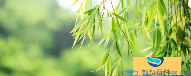 柳条是能用来编织器具的植物,属于植物学的杨柳科柳属