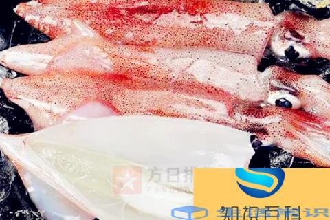 新鲜鱿鱼有臭味正常吗 新鲜鱿鱼有点臭了还能吃吗