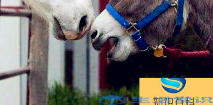 驴马文学是什么梗，驴唇不对马嘴是什么意思呢