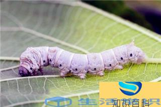 益虫有哪些昆虫（盘点对人类有益的10种昆虫）