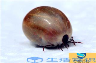 蜱虫是什么样子的(蜱虫咬人后有什么症状)