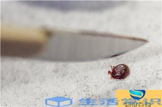 蜱虫是什么样子的(蜱虫咬人后有什么症状)