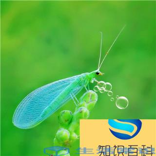 益虫有哪些昆虫（盘点对人类有益的10种昆虫）