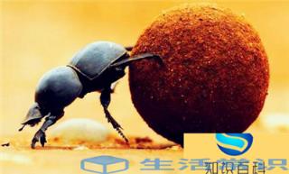 益虫有哪些昆虫（盘点对人类有益的10种昆虫）
