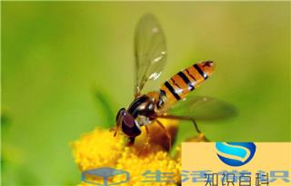 益虫有哪些昆虫（盘点对人类有益的10种昆虫）