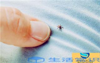 蜱虫是什么样子的(蜱虫咬人后有什么症状)