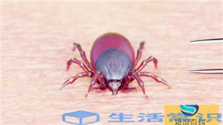 蜱虫是什么样子的(蜱虫咬人后有什么症状)