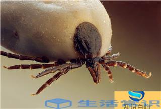 蜱虫是什么样子的(蜱虫咬人后有什么症状)