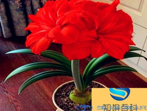 朱顶红怎样栽培和管理