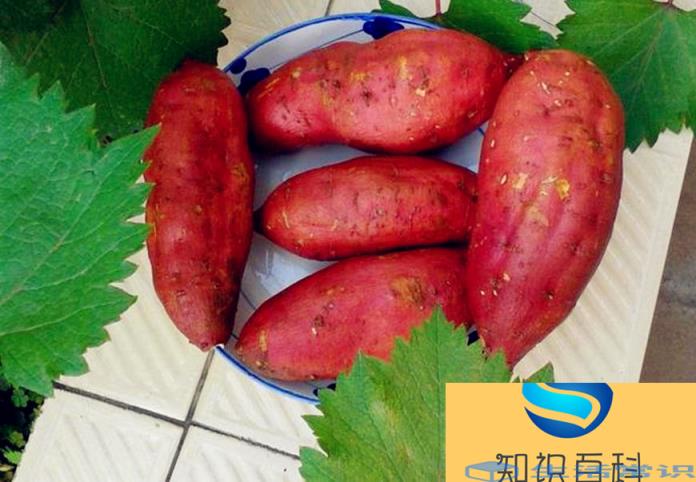 怎么保存红薯