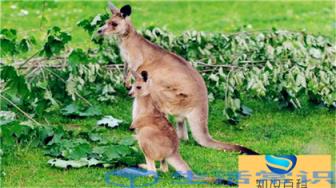 袋鼠在跳跃时用尾巴平衡,当它们慢慢移动时,尾巴可以作为第五条