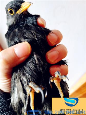 冬天过后,黑眉在外表上最大的变化就是嘴巴和眼圈的颜色,分别简