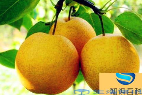 来深圳玩,别忘了给亲朋好友带点深圳特产