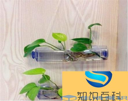 饮料瓶的五个用途